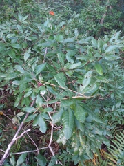 Morella caroliniensis