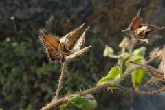 Trichodesma inaequale