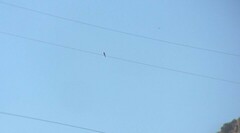 Falco sparverius