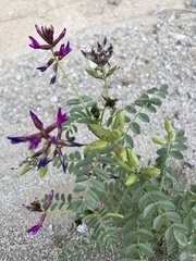 Astragalus crotalariae