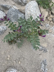 Astragalus crotalariae