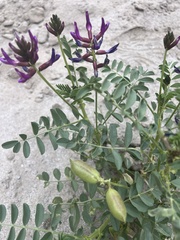 Astragalus crotalariae