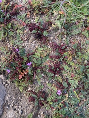 Synchytrium papillatum