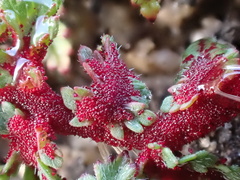 Synchytrium papillatum