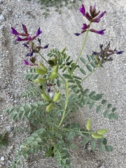 Astragalus crotalariae