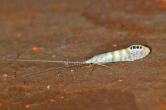 Nectopsyche exquisita