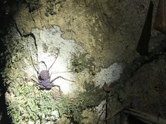 Phrynus operculatus