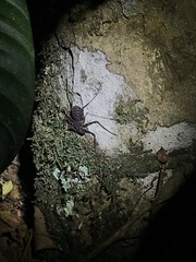 Phrynus operculatus