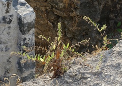 Trichodesma inaequale