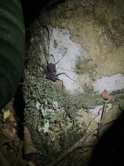 Phrynus operculatus