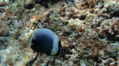 Chaetodon reticulatus