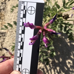 Astragalus crotalariae