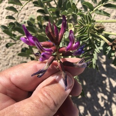 Astragalus crotalariae