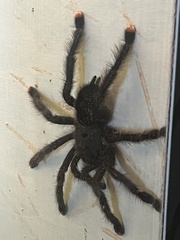 Avicularia variegata