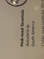 Avicularia variegata