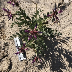Astragalus crotalariae