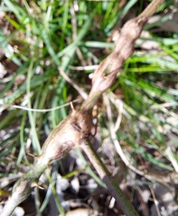 Neolasioptera nodulosa