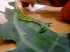 Leptophobia