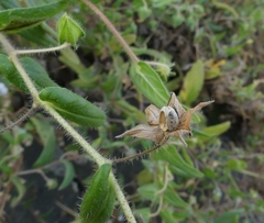 Trichodesma inaequale