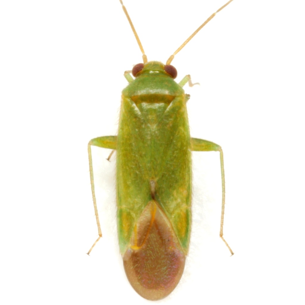 Dichaetocoris