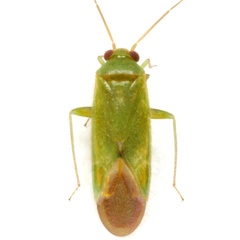 Dichaetocoris