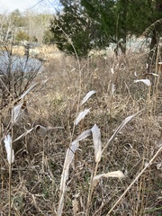 Chasmanthium latifolium