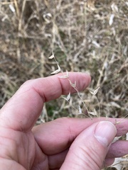 Chasmanthium latifolium