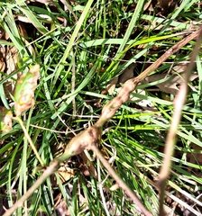 Neolasioptera nodulosa