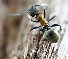 Polyrhachis ornata
