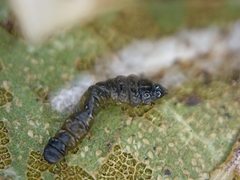 Phyllonorycter belotella