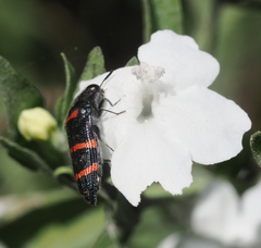 Acmaeodera trizonalis