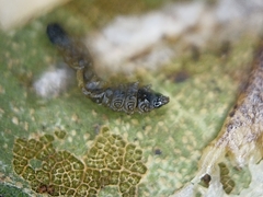 Phyllonorycter belotella