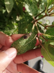 Catorhintha apicalis