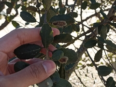 Phyllonorycter belotella