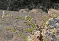 Trichodesma inaequale