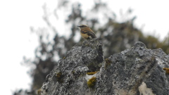 Ochthoeca fumicolor