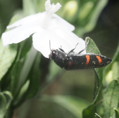 Acmaeodera trizonalis