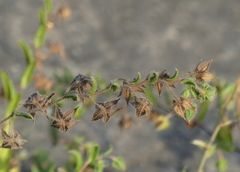 Trichodesma inaequale