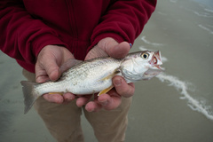Cynoscion regalis