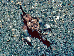 Eurypegasus draconis