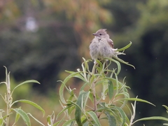 Elaenia flavogaster