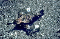 Eurypegasus draconis