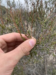 Adenostoma fasciculatum