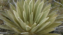Espeletia