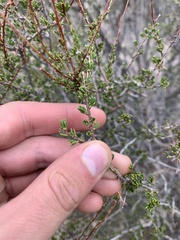Adenostoma fasciculatum