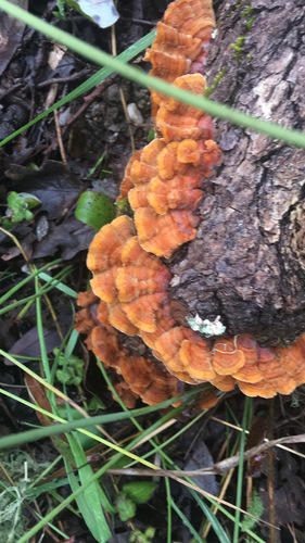 iNaturalist observation photo of hairy curtain crust