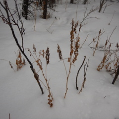 Astragalus americanus