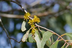 Eucalyptus stellulata