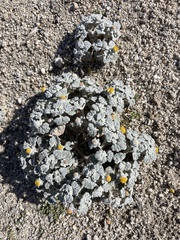 Psathyrotes ramosissima