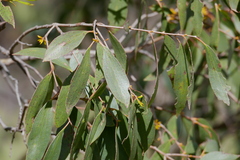 Eucalyptus stellulata